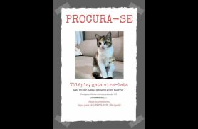 Gata Tilápia desapareceu no bairro Coqueiral Gata Tilápia desapareceu no bairro Coqueiral
