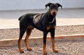 Cachorro é encontrado no bairro Recanto Tropical Cachorro é encontrado no bairro Recanto Tropical