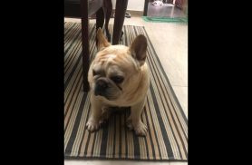 Cachorro Lumiê desapareceu no bairro Centro Cachorro Lumiê desapareceu no bairro Centro