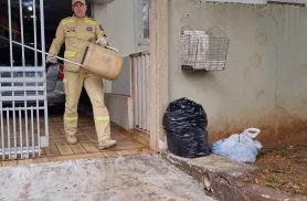 Convidado surpresa: gambá cai na mesa e assusta família no Bairro Cancelli