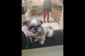 Cachorra é encontrada no bairro 14 de Novembro Cachorra é encontrada no bairro 14 de Novembro