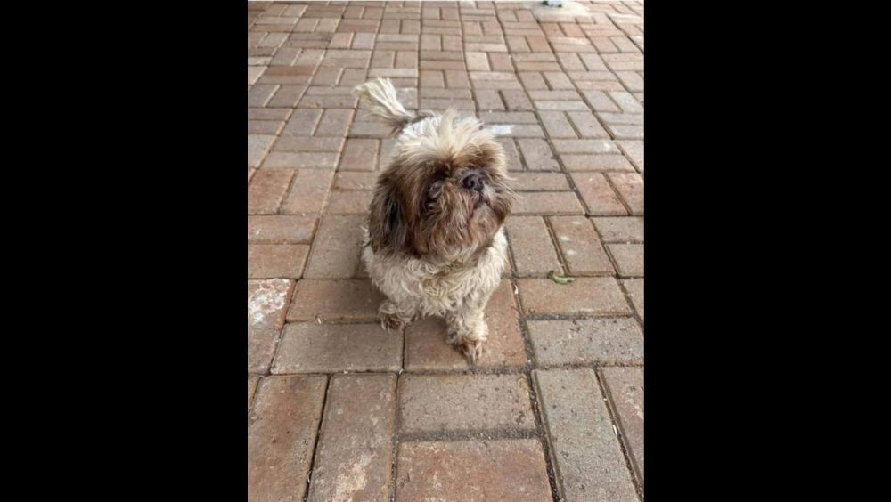 Cachorra Amora desapareceu no bairro Neva Imagem referente a Cachorra Amora desapareceu no bairro Neva