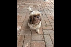 Cachorra Amora desapareceu no bairro Neva Cachorra Amora desapareceu no bairro Neva