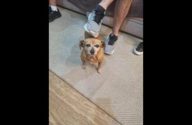 Cachorra Belinha desapareceu no bairro Parque São Paulo Cachorra Belinha desapareceu no bairro Parque São Paulo