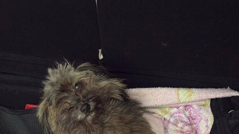 Cachorra é encontrada no bairro Região do Lago Imagem referente a Cachorra é encontrada no bairro Região do Lago
