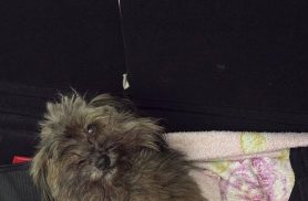 Cachorra é encontrada no bairro Região do Lago Cachorra é encontrada no bairro Região do Lago