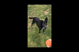 Cachorro Bifinho desapareceu no bairro Pioneiros Catarinenses Cachorro Bifinho desapareceu no bairro Pioneiros Catarinenses
