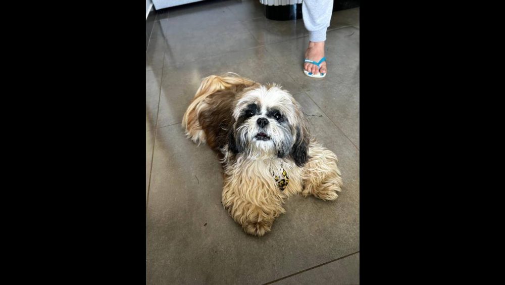 Cachorro é encontrado no bairro Cancelli Imagem referente a Cachorro é encontrado no bairro Cancelli