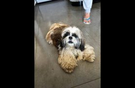 Cachorro é encontrado no bairro Cancelli Cachorro é encontrado no bairro Cancelli
