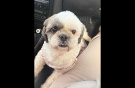 Cachorra é encontrada no bairro Alto Alegre Cachorra é encontrada no bairro Alto Alegre
