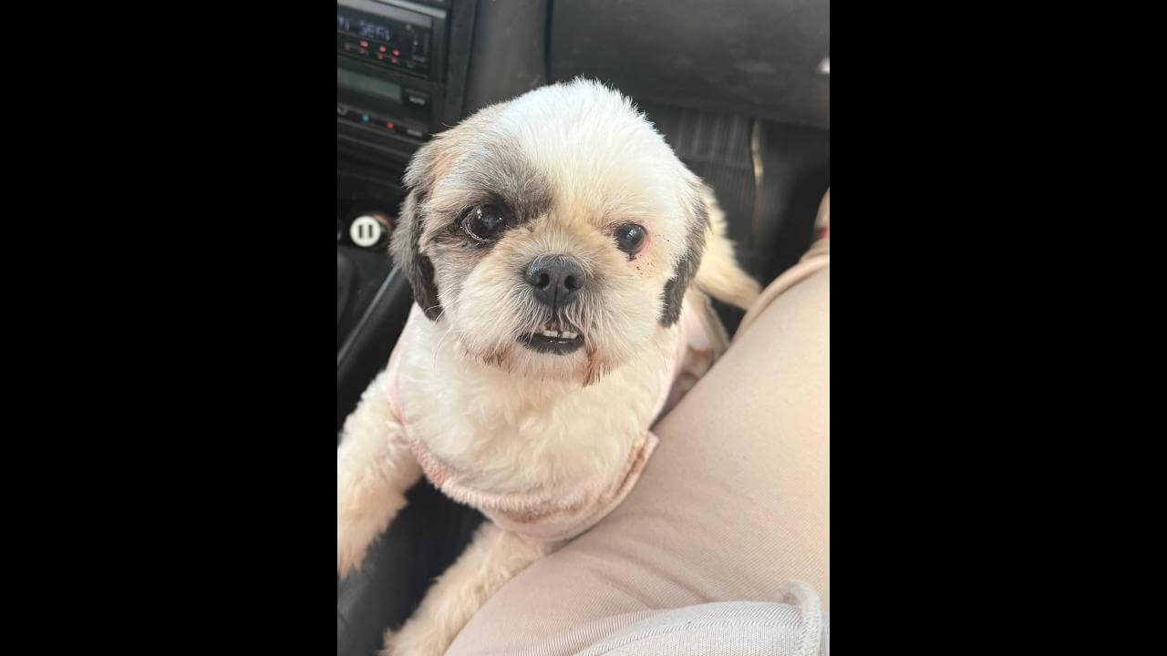 Cachorra é encontrada no bairro Alto Alegre Imagem referente a Cachorra é encontrada no bairro Alto Alegre