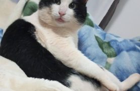Gato Tigre desapareceu no bairro Jardim União Gato Tigre desapareceu no bairro Jardim União