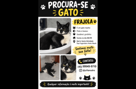 Gato Frajola desapareceu no bairro Santa Felicidade Gato Frajola desapareceu no bairro Santa Felicidade