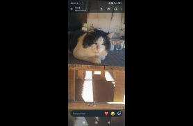Gato Tigre desapareceu no bairro Jardim União Gato Tigre desapareceu no bairro Jardim União