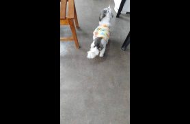 Cachorra é encontrada no bairro Cancelli Cachorra é encontrada no bairro Cancelli
