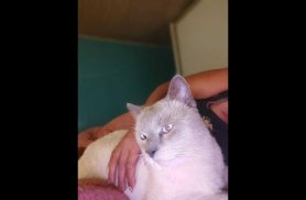 Gato Bat desapareceu no bairro Universitário Gato Bat desapareceu no bairro Universitário