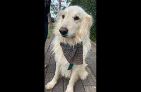 Cachorro é encontrado no bairro Neva Cachorro é encontrado no bairro Neva
