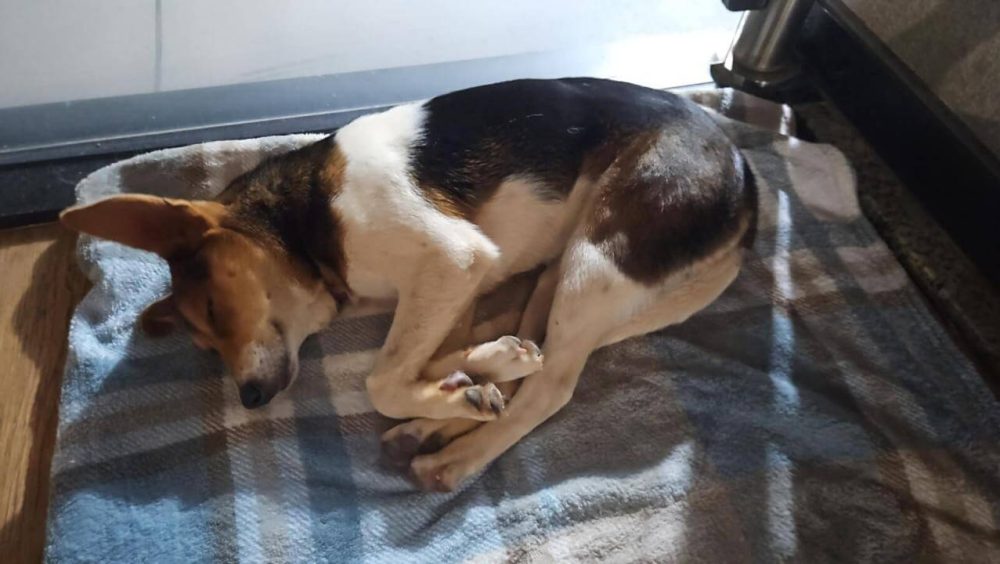 Cachorra é encontrada no bairro Centro Imagem referente a Cachorra é encontrada no bairro Centro