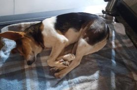 Cachorra é encontrada no bairro Centro Cachorra é encontrada no bairro Centro