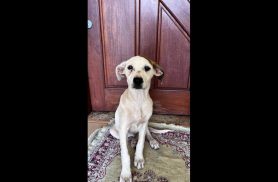 Cachorra é encontrada no bairro Universitário Cachorra é encontrada no bairro Universitário