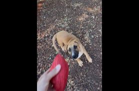 Cachorro Neymar desapareceu no bairro Tropical III