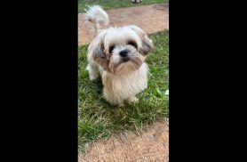 Cachorro Lucky desapareceu no bairro Floresta