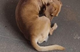 Cachorro Bebê desapareceu no bairro Cancelli