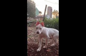 Cachorro Apólo desapareceu no bairro Cancelli
