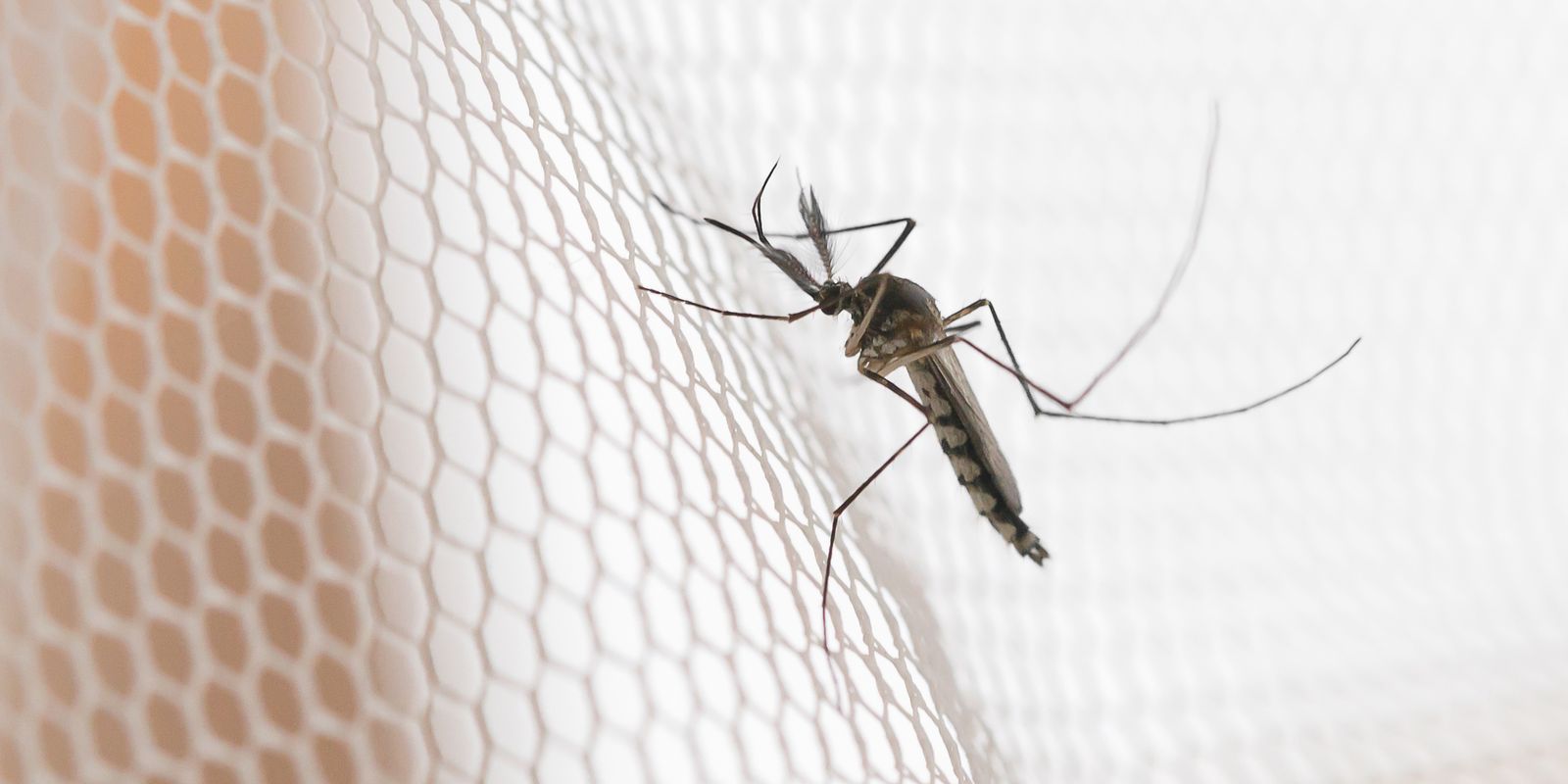 Imagem referente a Cidades do noroeste de SP têm maior incidência de casos de dengue