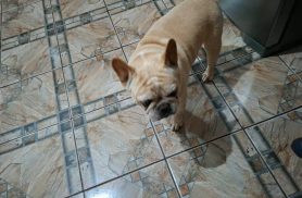 Cachorro é encontrado no bairro Centro