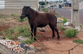 De quem é esse pônei? Animal é encontrado sozinho e circulando pelas ruas do Siena