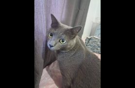 Gato Leon desapareceu no bairro Cataratas