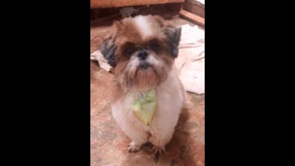 Cachorro Pepi desapareceu no bairro Tarumã Imagem referente a Cachorro Pepi desapareceu no bairro Tarumã