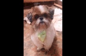 Cachorro Pepi desapareceu no bairro Tarumã