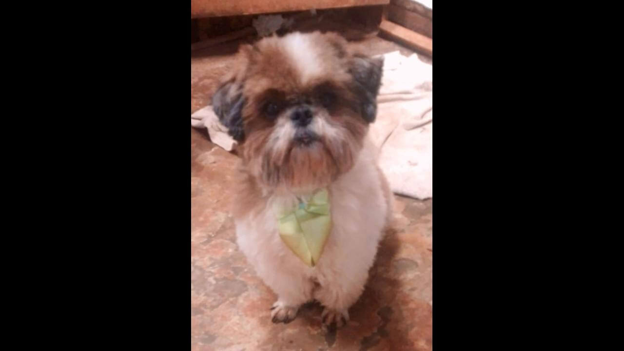 Cachorro Pepi desapareceu no bairro Tarumã Imagem referente a Cachorro Pepi desapareceu no bairro Tarumã