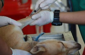 Médico-veterinário celebra seu dia entre animais, alimentos e saúde pública