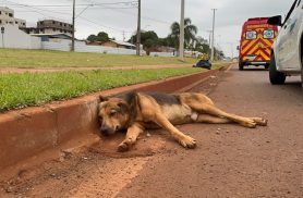 Cachorro agoniza após ser atropelado; homem e mulher que estavam na moto são socorridos