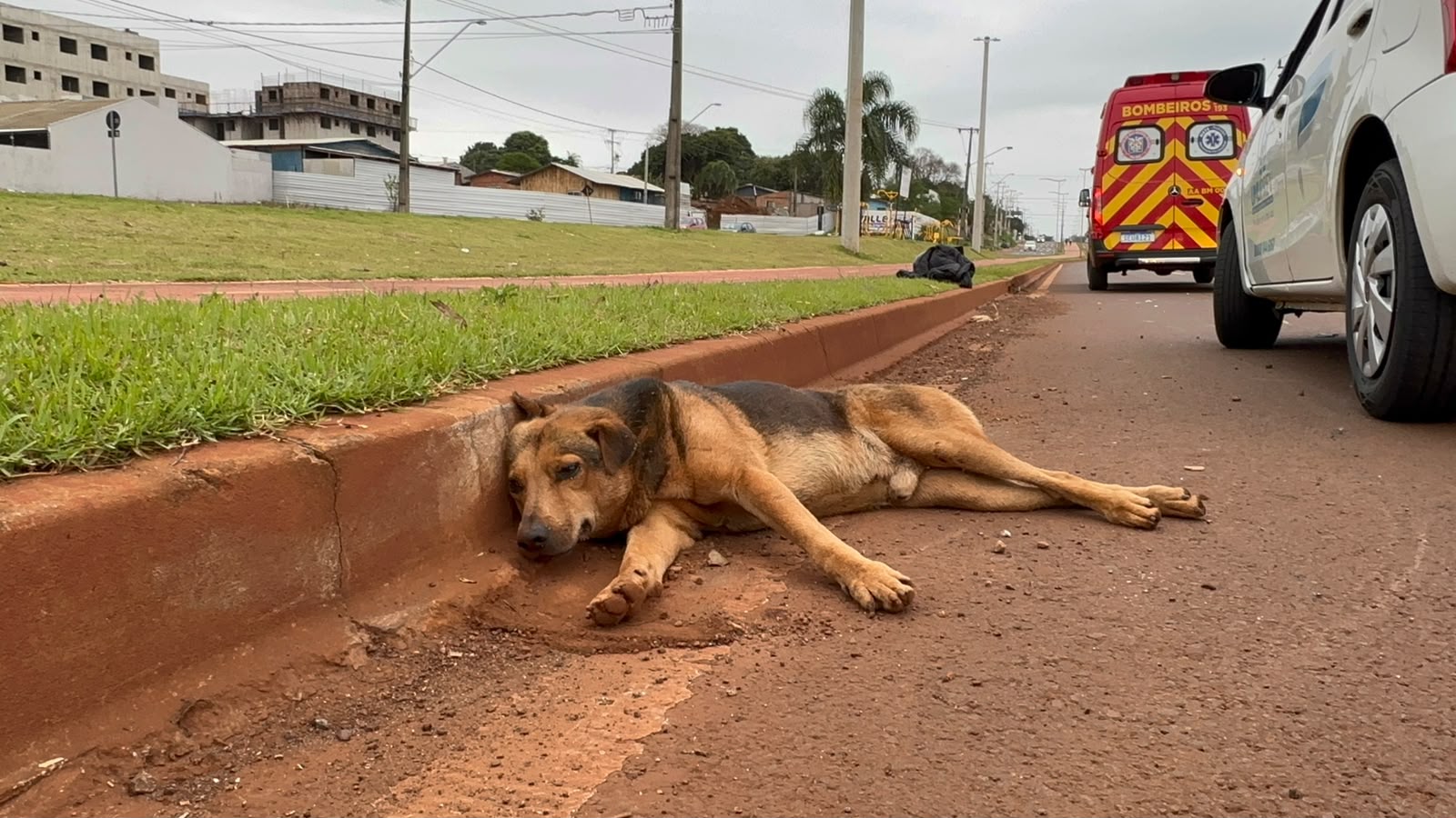 Cachorro agoniza após ser atropelado; homem e mulher que estavam na moto são socorridos