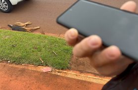 "Como é que vou levar o cachorro todo machucado?": Ouça ligação para o Samucão após atropelamento