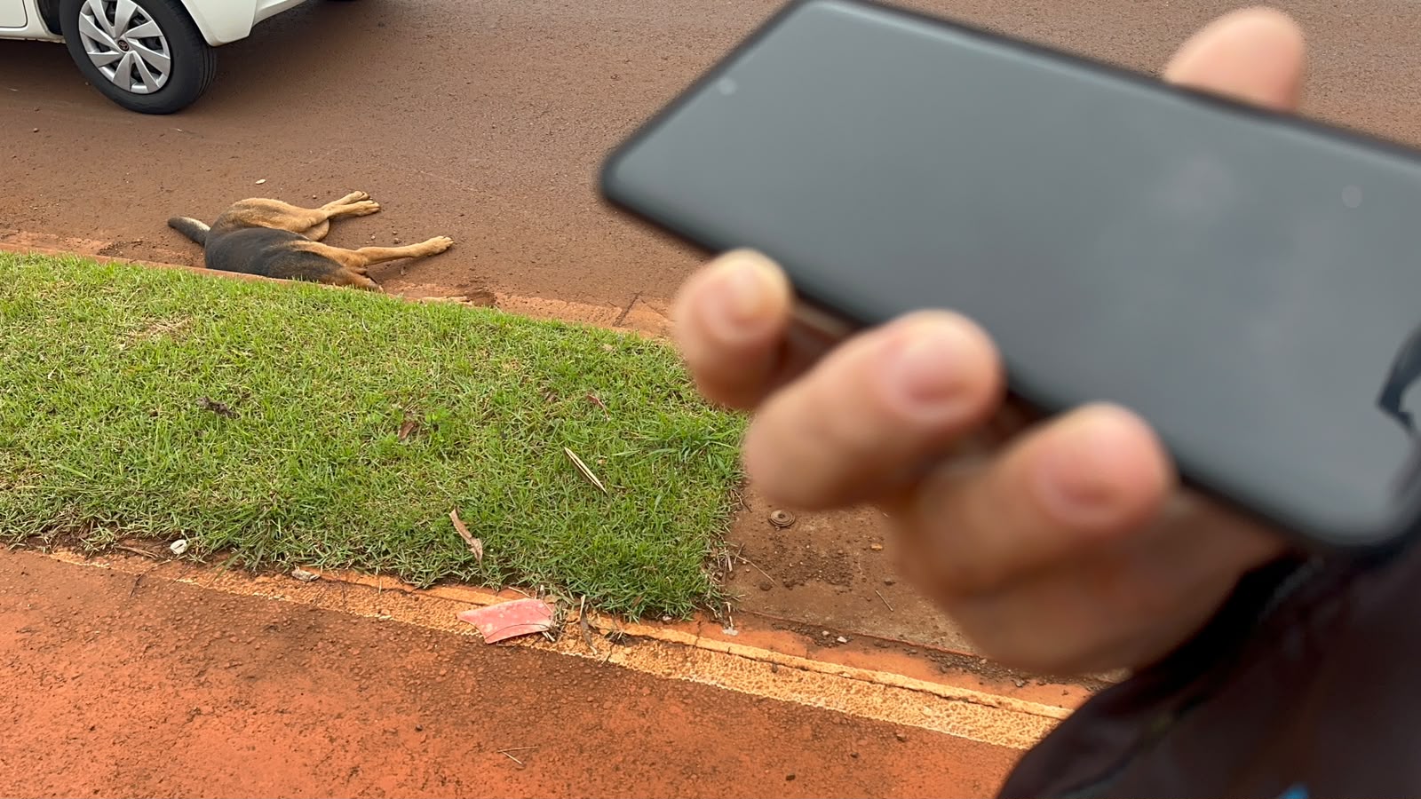 “Como é que vou levar o cachorro todo machucado?”: Ouça ligação para o Samucão após atropelamento