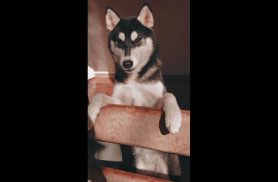 Cachorra Akira desapareceu no bairro Cascavel Velho