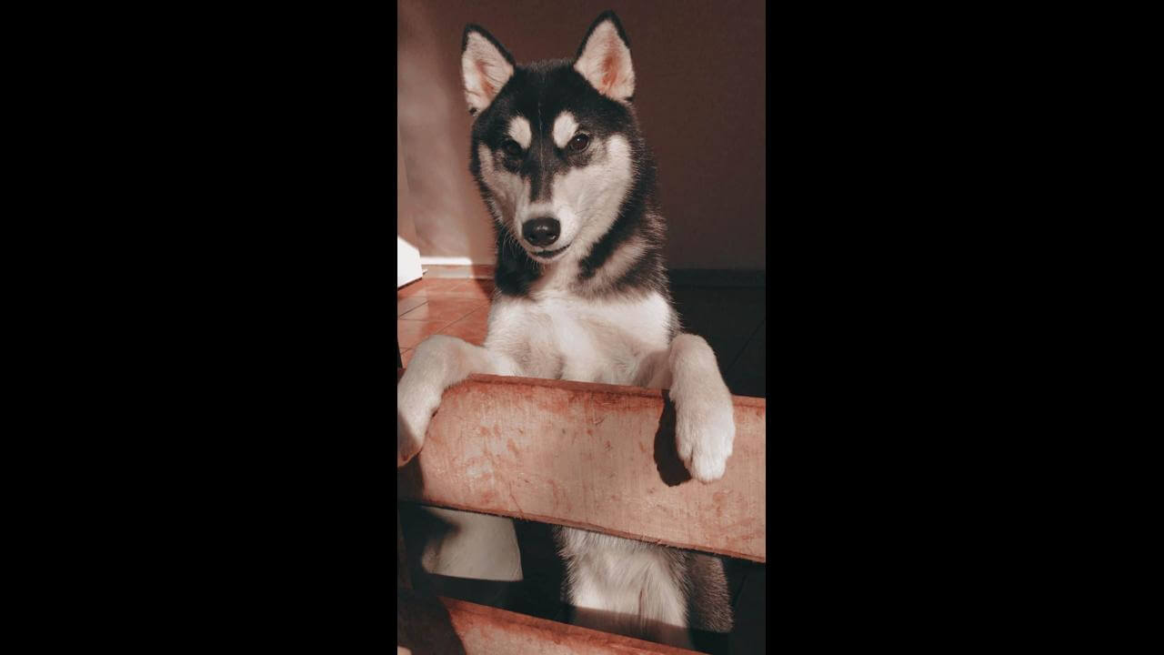 Imagem referente a Cachorra Akira desapareceu no bairro Cascavel Velho