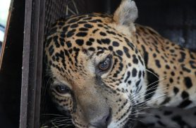 Onça-pintada resgatada após força-tarefa é transferida para refúgio em Foz do Iguaçu