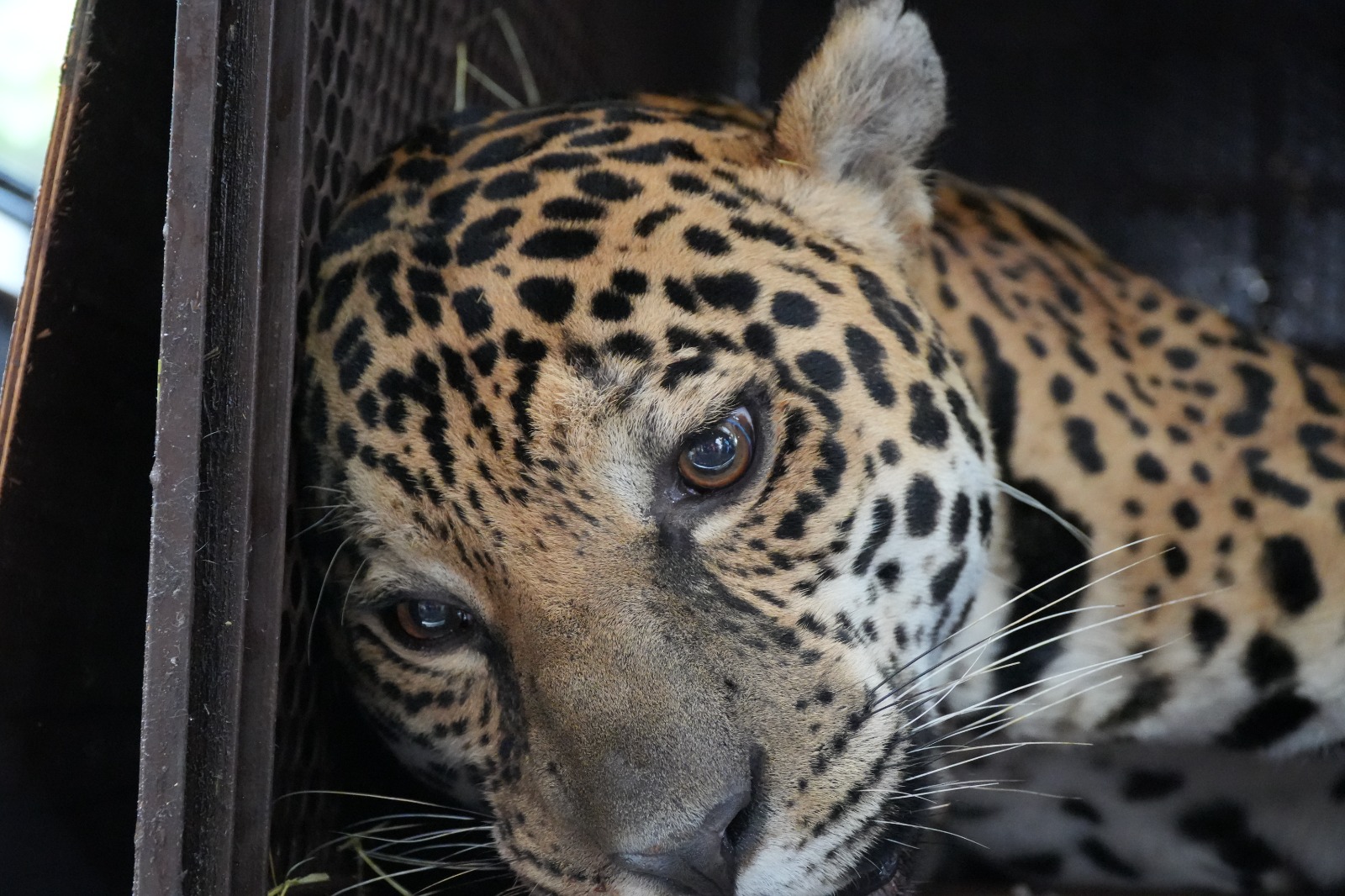 Onça-pintada resgatada após força-tarefa é transferida para refúgio em Foz do Iguaçu