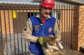 Bombeiros quebram parede e resgatam gato preso entre muros