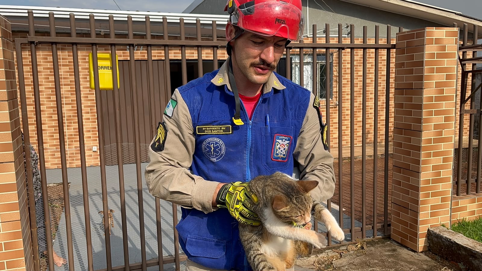 Bombeiros quebram parede e resgatam gato preso entre muros
