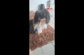 Cachorro Sansão desapareceu no bairro Pioneiros Catarinenses