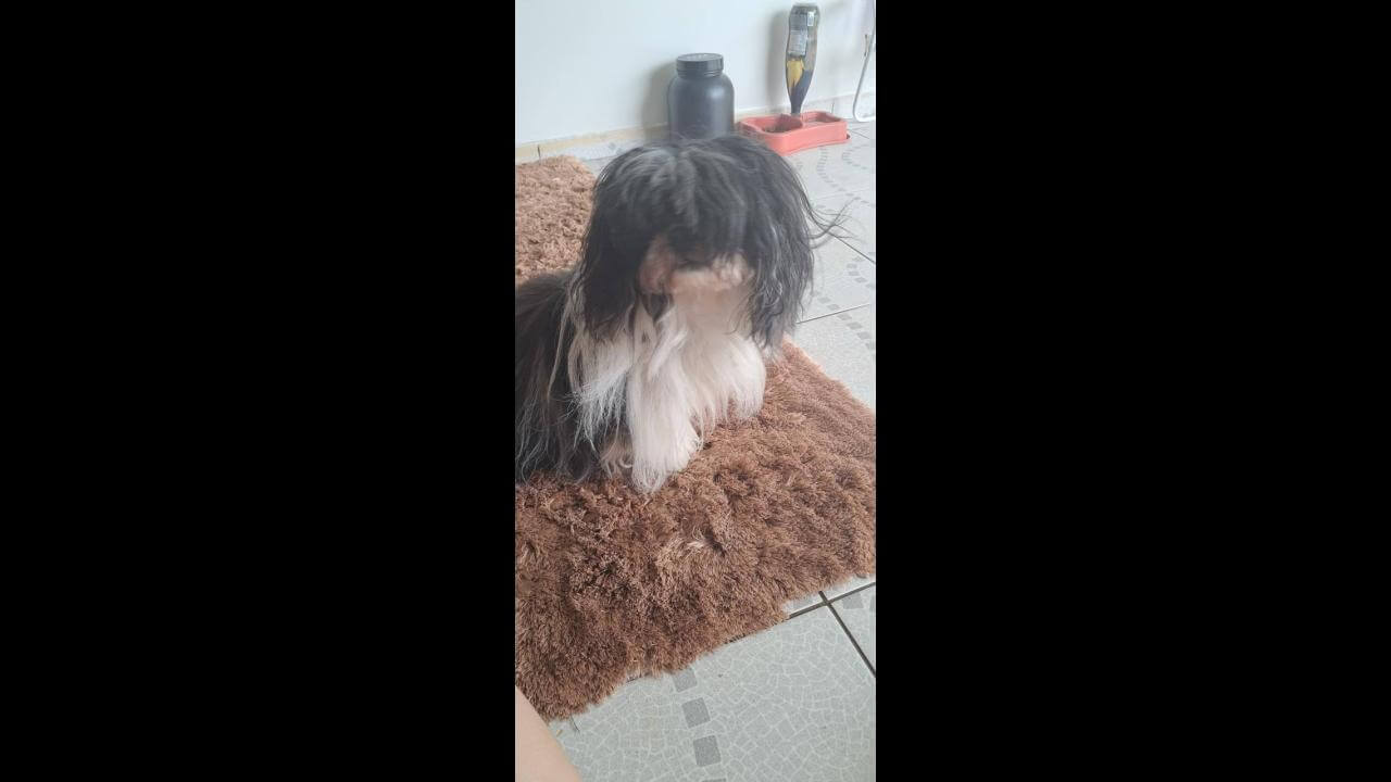 Imagem referente a Cachorro Sansão desapareceu no bairro Pioneiros Catarinenses