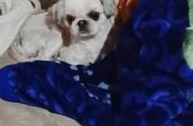 Cachorra Luma desapareceu no bairro São Salvador