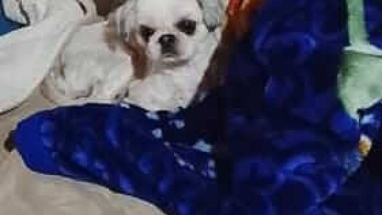 Imagem referente a Cachorra Luma desapareceu no bairro São Salvador